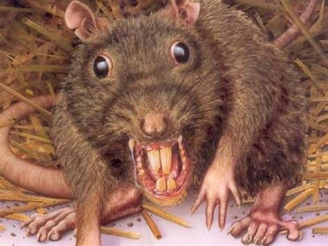 ugly rats pics|Ugly Rat Pictures Pictures, Images and Stock Photos